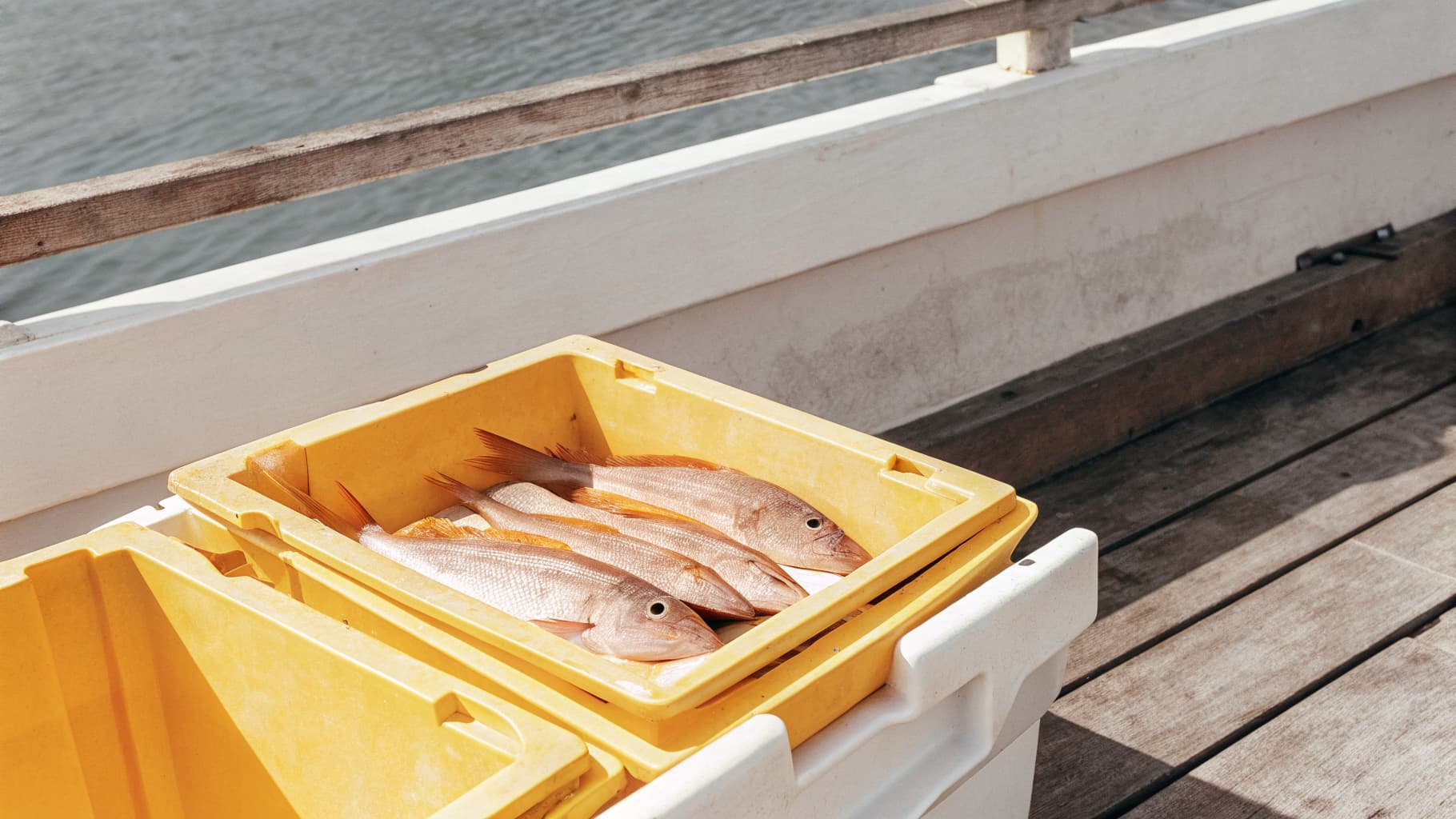 Fresh whole red snapper resting on ice in a cooler on a fishing dock in Jaco Costa Rica