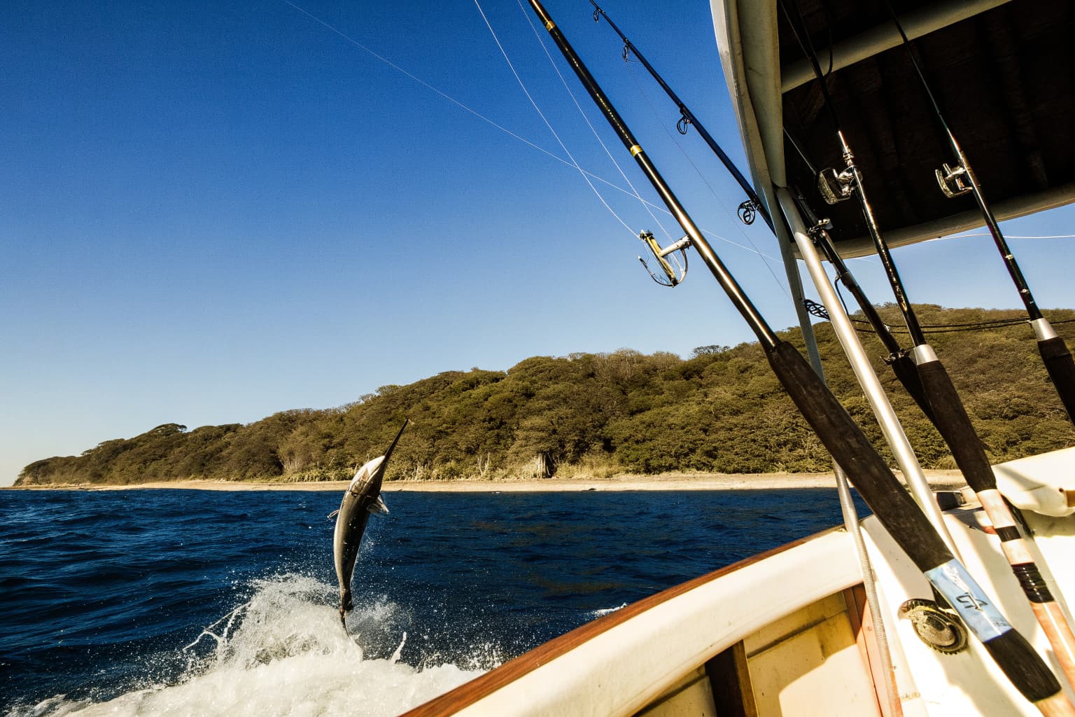 Sailfish leaping from clear blue offshore water near Jaco Costa Rica during dry season, seen from a fishing boat with rods and outriggers